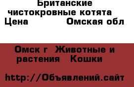 Британские чистокровные котята. › Цена ­ 2 000 - Омская обл., Омск г. Животные и растения » Кошки   
